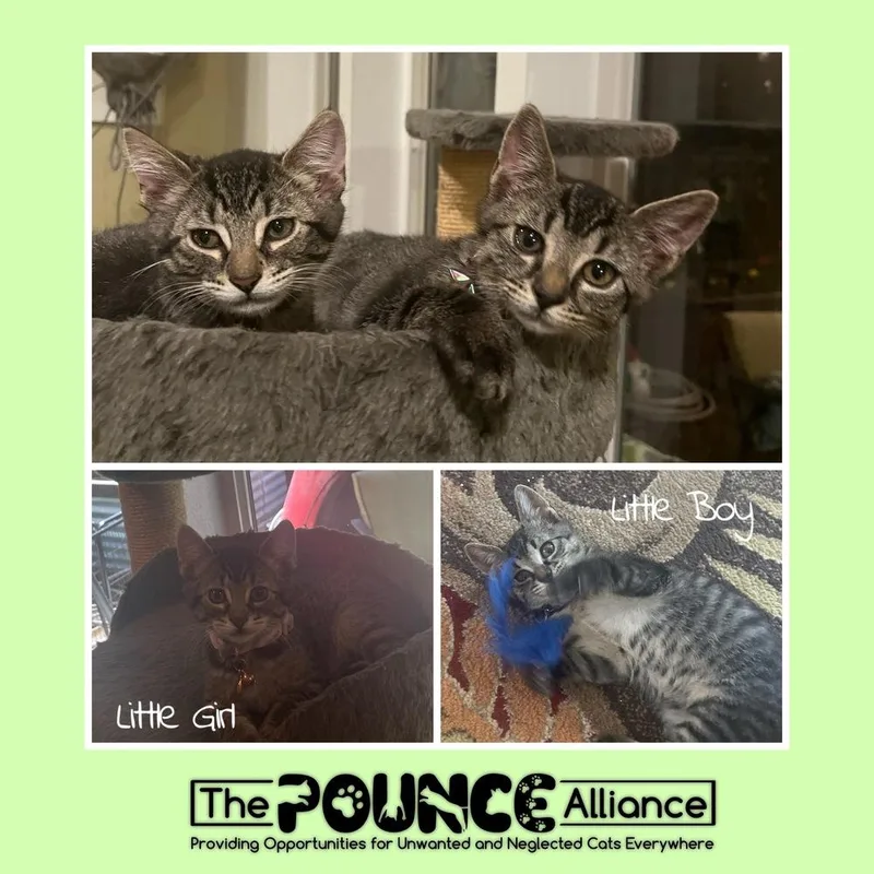 Dingdong thumbnail 2