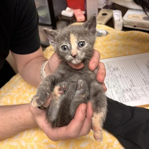 A baby small-sized female Calico Domestic Short Hair cat named Orecchiette for adoption in Tempe, AZ