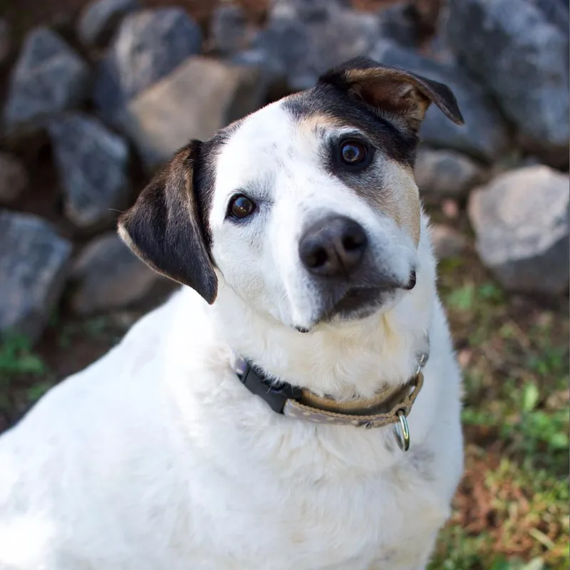 A senior large-sized female Hound dog named Willett for adoption in Cumming, GA