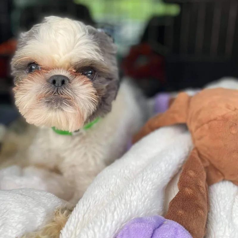 An adult small-sized male Black Shih Tzu dog named Bailey Bob for adoption in Houston, TX