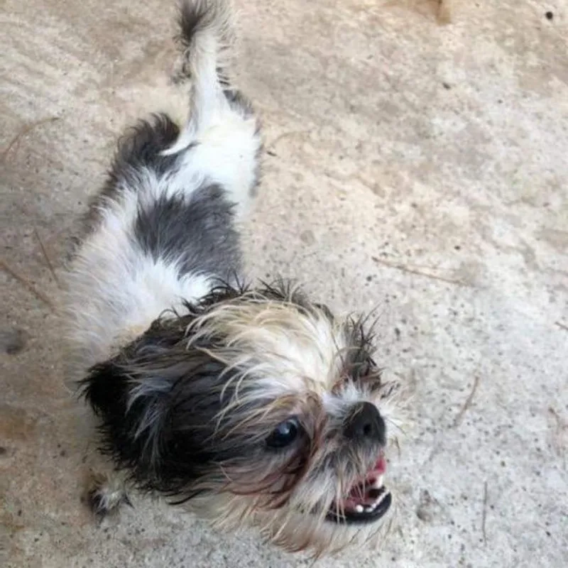 Bailey Bob thumbnail 2