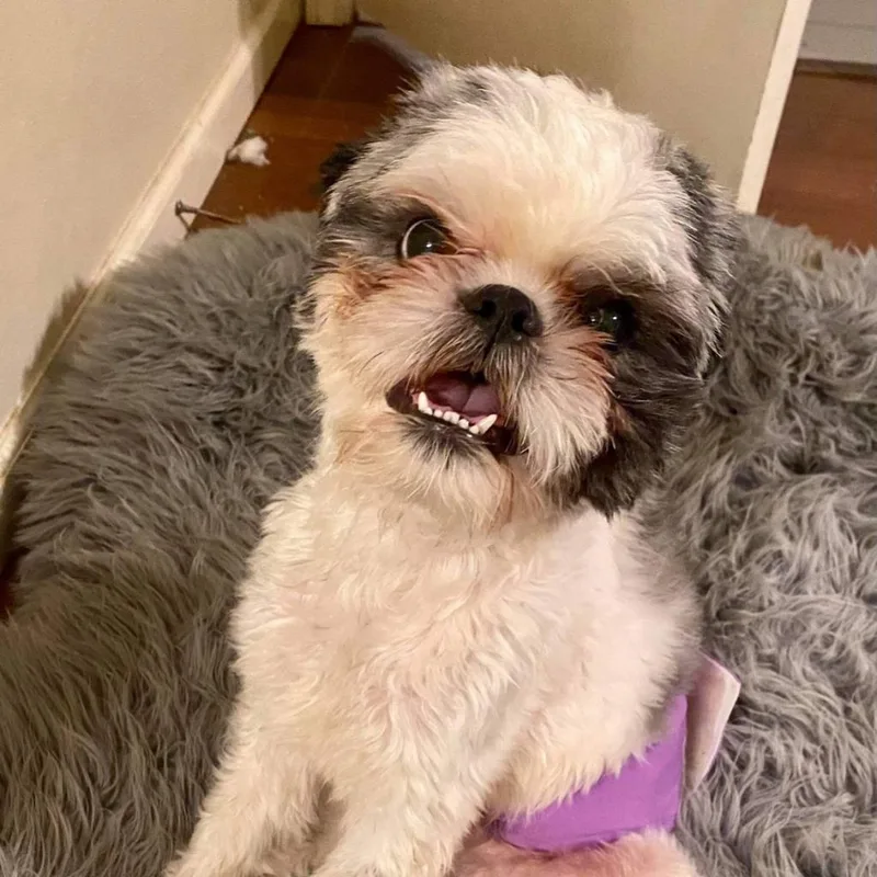 Bailey Bob thumbnail 3
