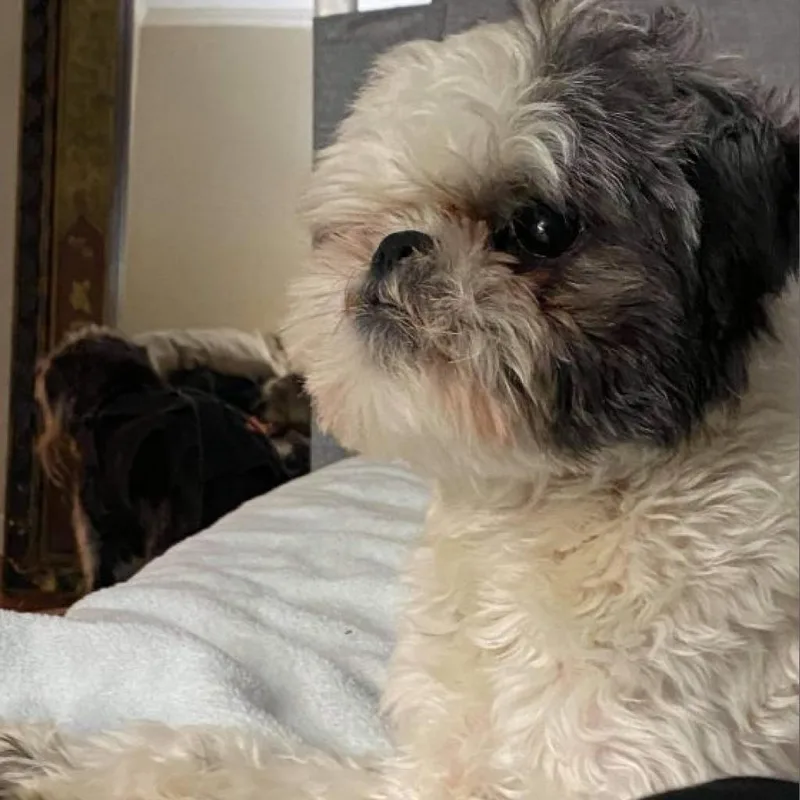 Bailey Bob thumbnail 4