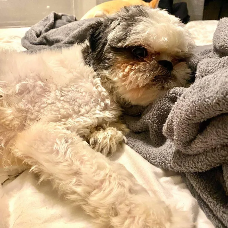 Bailey Bob thumbnail 5