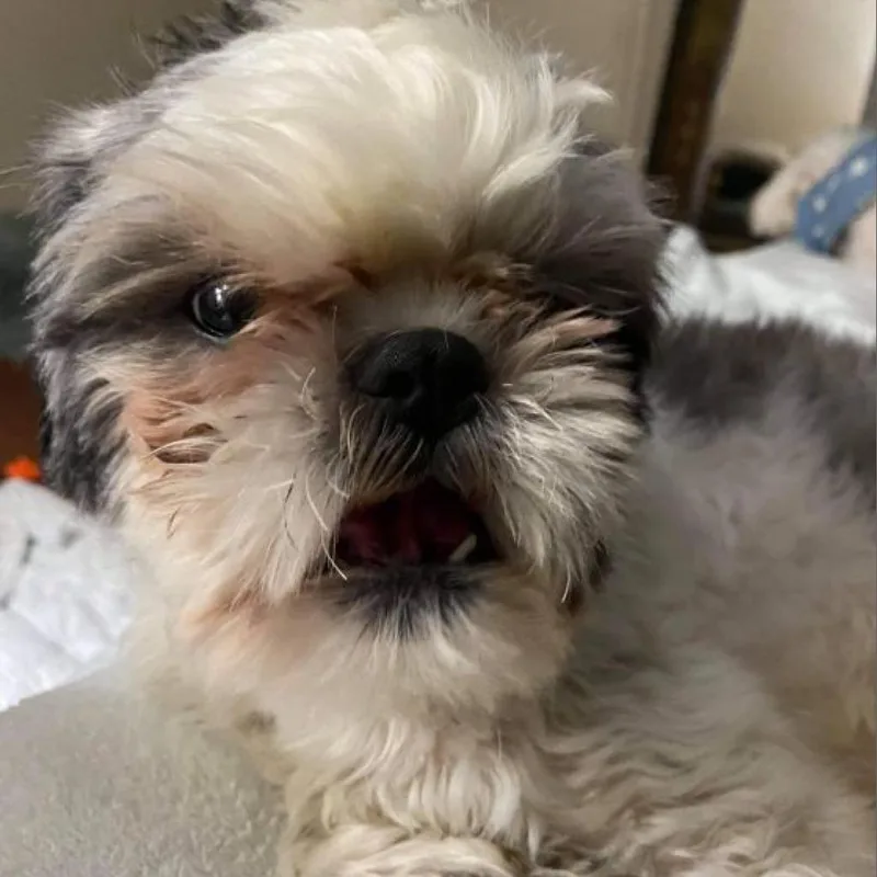 Bailey Bob thumbnail 6