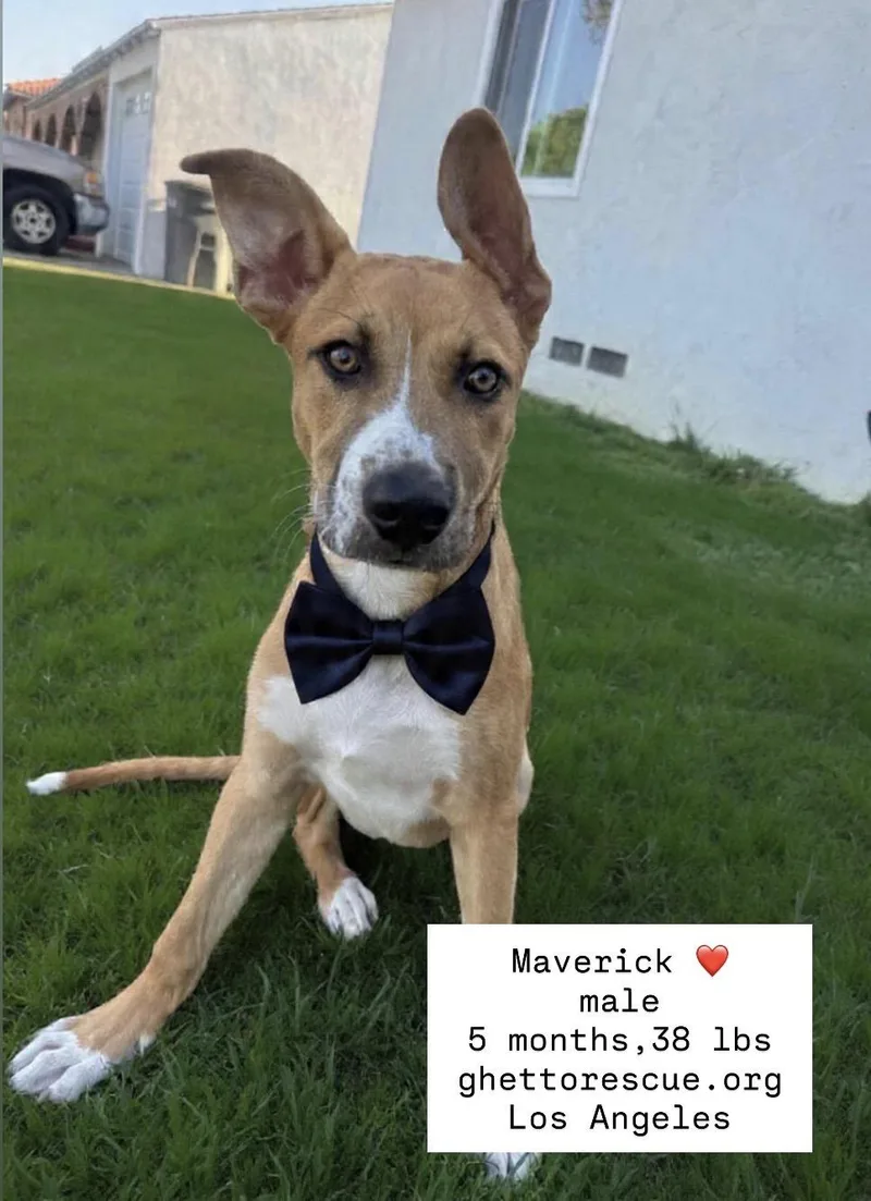 A baby medium-sized male Golden Boxer dog named Maverick for adoption in Anaheim, CA