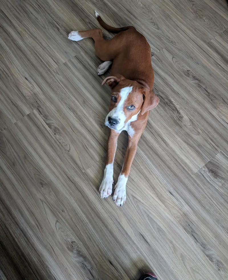 A baby medium-sized female Red / Chestnut / Orange Boxer dog named Mandy for adoption in Bastrop, TX