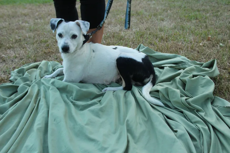 A young medium-sized female Mixed Breed dog named Angel for adoption in Joshua, TX