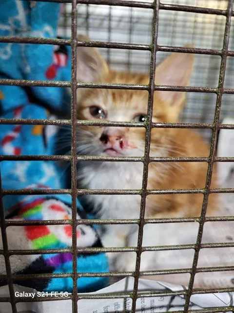 A baby small-sized male Domestic Short Hair cat named Melvin for adoption in San Antonio, TX
