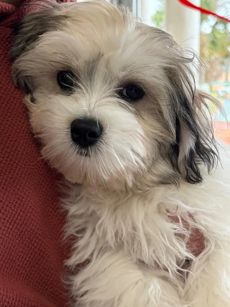 A baby small-sized male Maltese dog named Woody for adoption in St. Augustine, FL