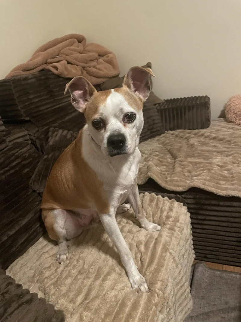 An adult medium-sized male Pit Bull Terrier dog named Sandy for adoption in Holly Springs, NC