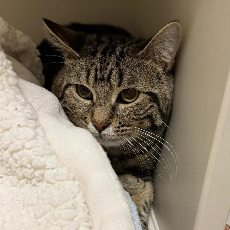 A young large-sized male Brown / Chocolate Domestic Short Hair cat named Hugh for adoption in Fairport, NY