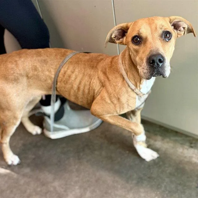 An adult medium-sized female Black Mouth Cur dog named Weaver for adoption in Tavares, FL