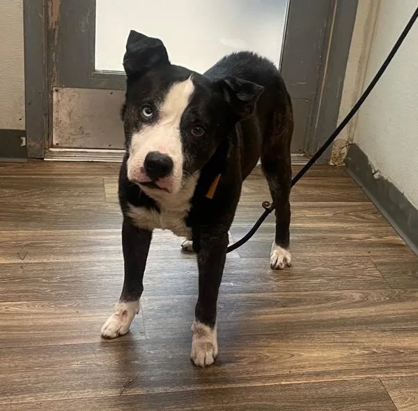 An adult medium-sized male Pit Bull Terrier dog named Bravo for adoption in Escondido, CA