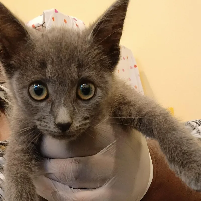 A baby small-sized male Gray / Blue / Silver Domestic Short Hair cat named Smoke for adoption in Lynchburg, VA