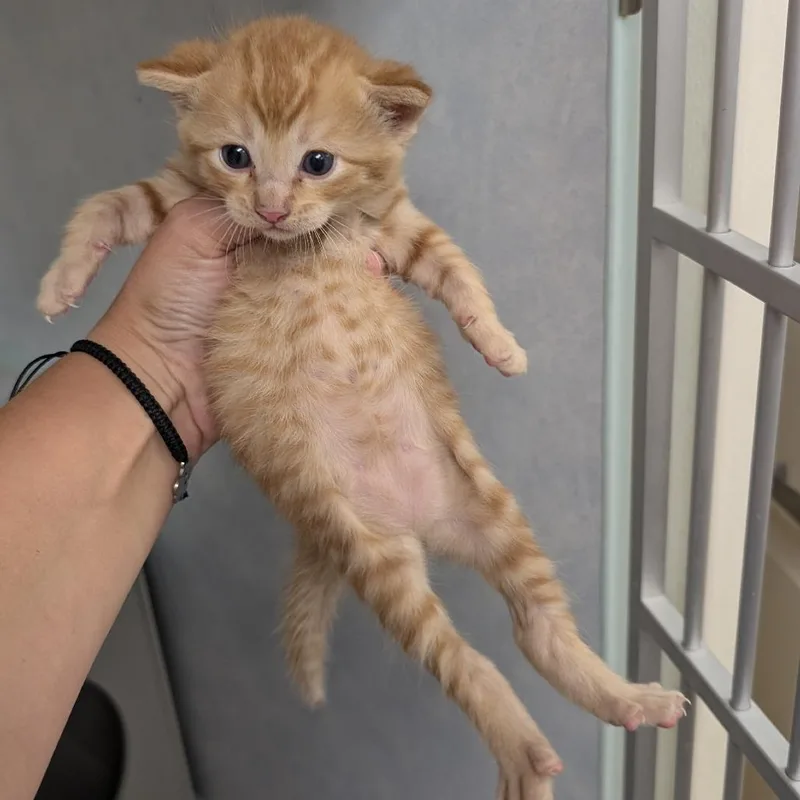 A baby small-sized male Orange / Red Domestic Short Hair cat named Dan for adoption in Buchanan Dam, TX