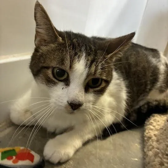A senior medium-sized male American Shorthair cat named Charlie for adoption in Blue Earth, MN