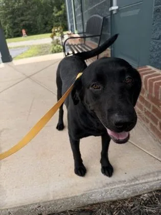 An adult large-sized female Labrador Retriever dog named 26-468 for adoption in Barnesville, GA