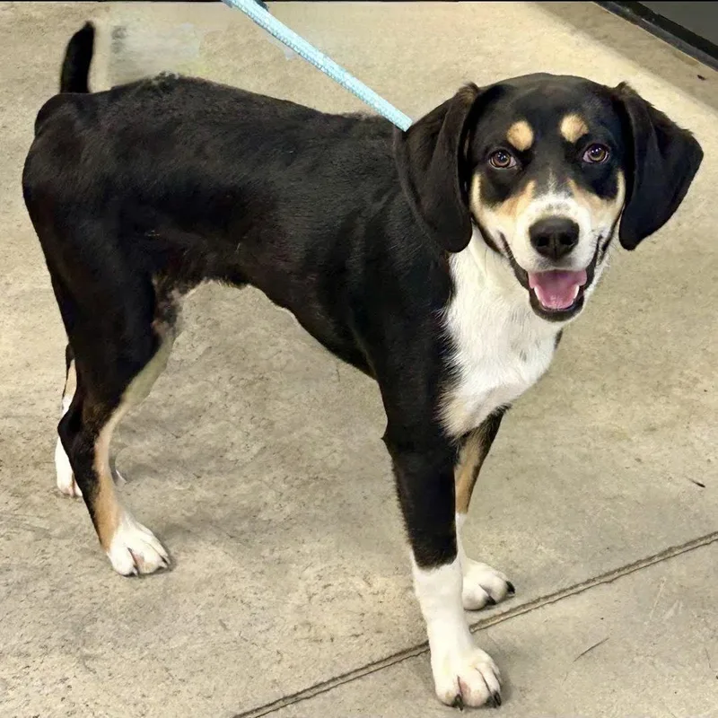 A baby medium-sized female Beagle dog named Braley for adoption in Norwood, OH