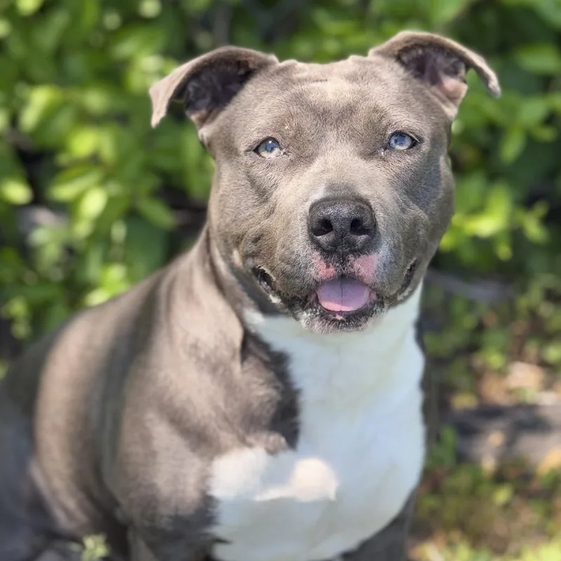 An adult small-sized female Gray / Blue / Silver Pit Bull Terrier dog named Diamond for adoption in Ridgely, MD