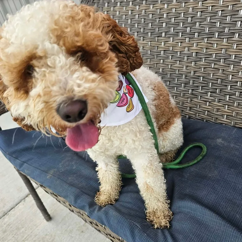 A young small-sized male Cockapoo dog named Milo for adoption in Minooka, IL
