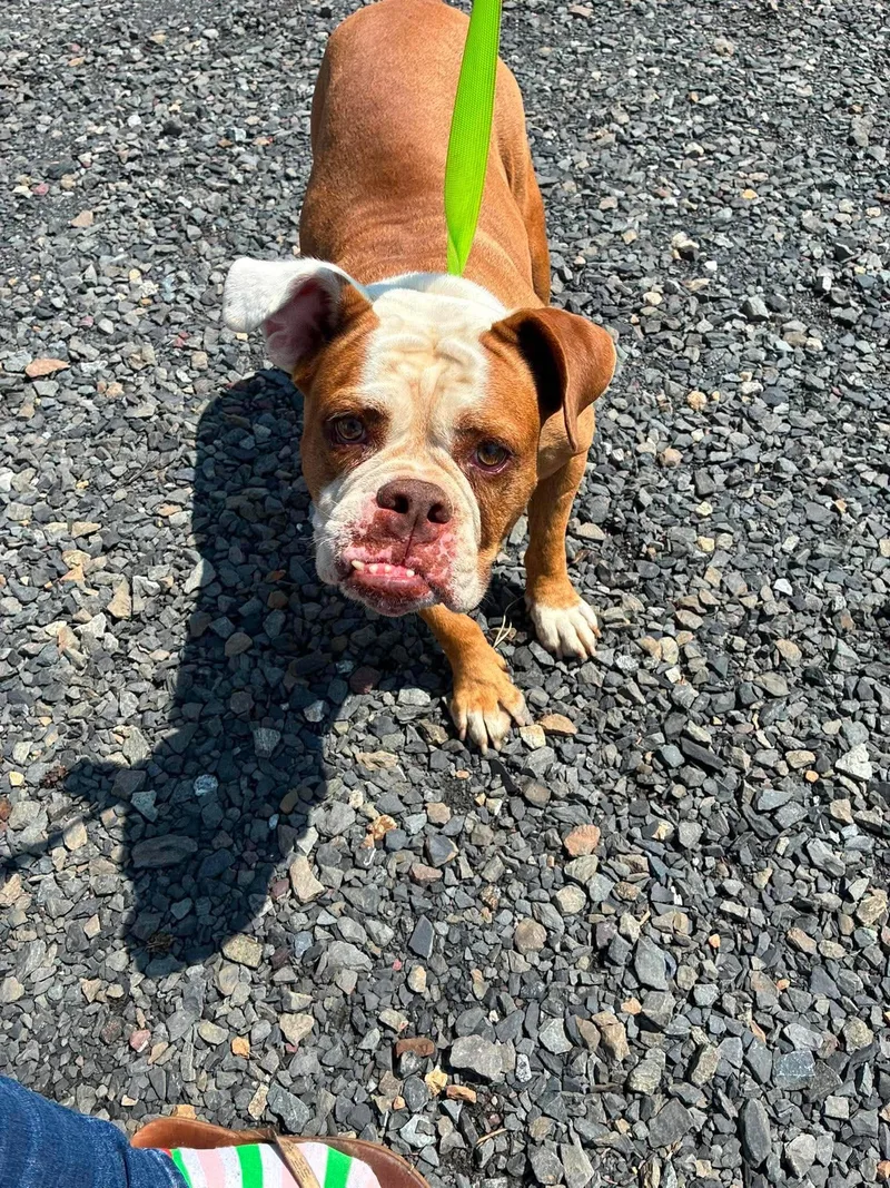 An adult large-sized female American Bulldog dog named Ginger for adoption in Havertown, PA