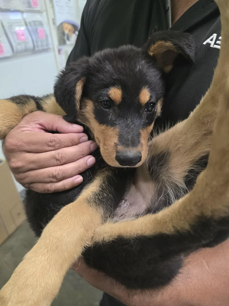 A baby small-sized male German Shepherd Dog dog named Garrens for adoption in Los Angeles, CA