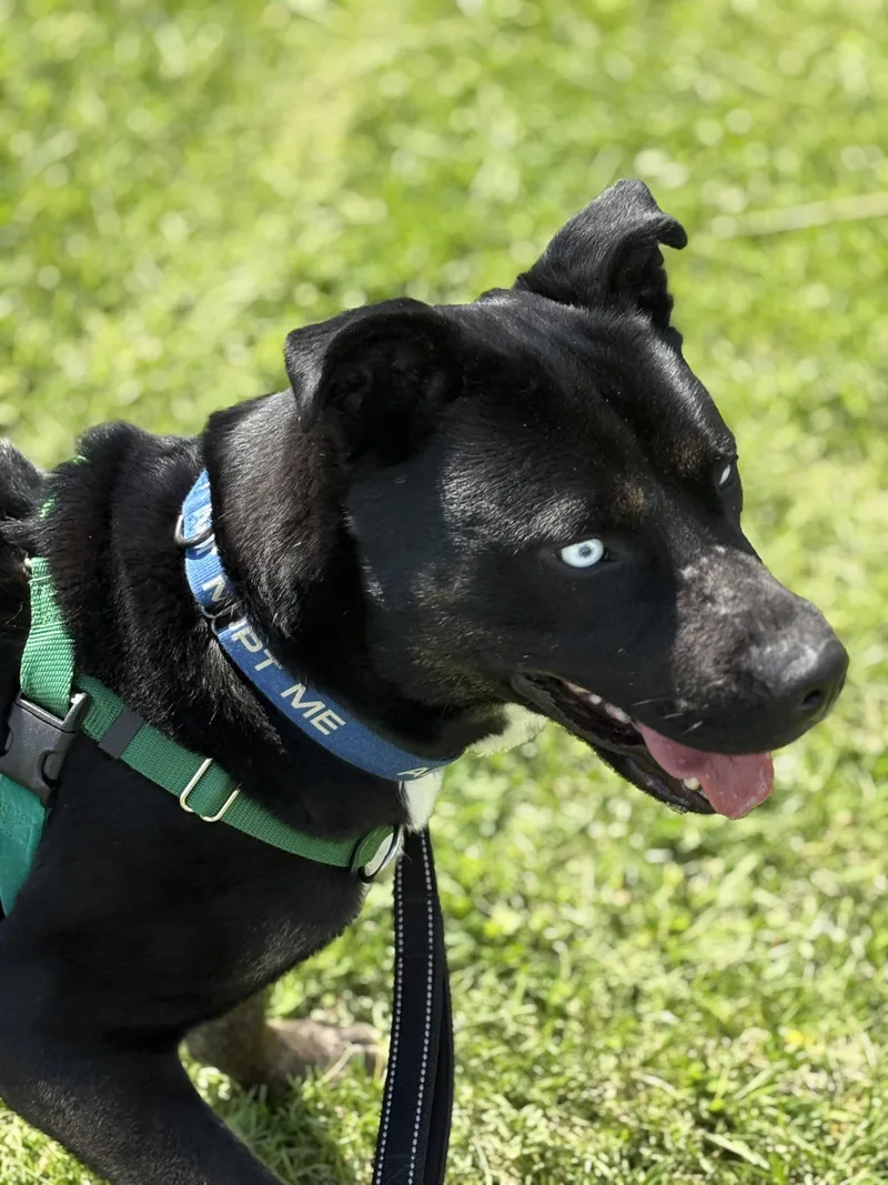 An adult large-sized male Black Siberian Husky dog named Taz for adoption in Dillsburg, PA