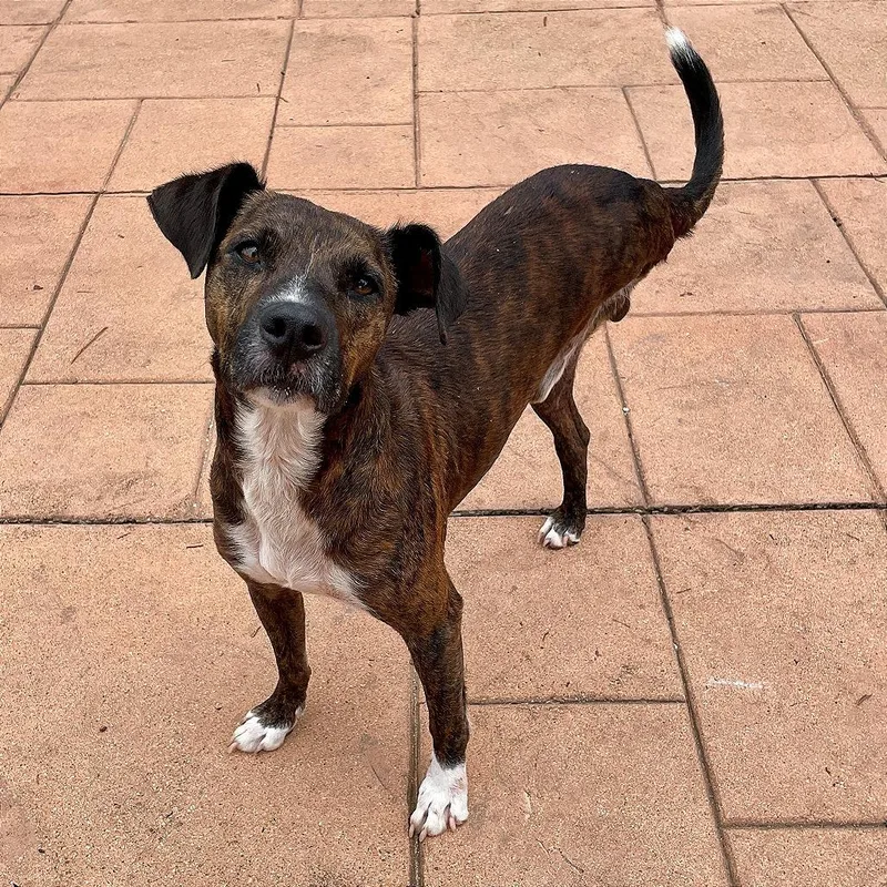 An adult medium-sized male Brindle Terrier dog named Skippy for adoption in Milan, IL