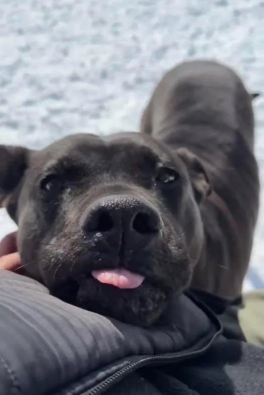 Pippin In Maine