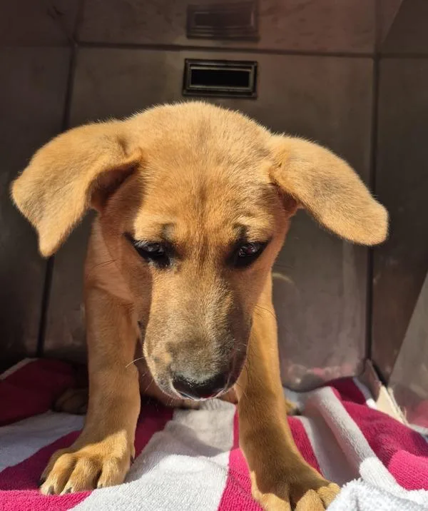 Pen  Tiger thumbnail 3