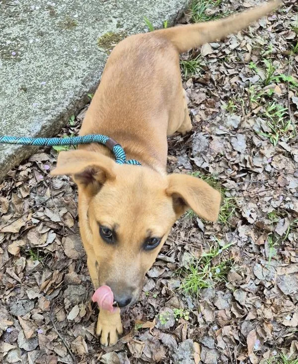 Pen  Tiger thumbnail 4