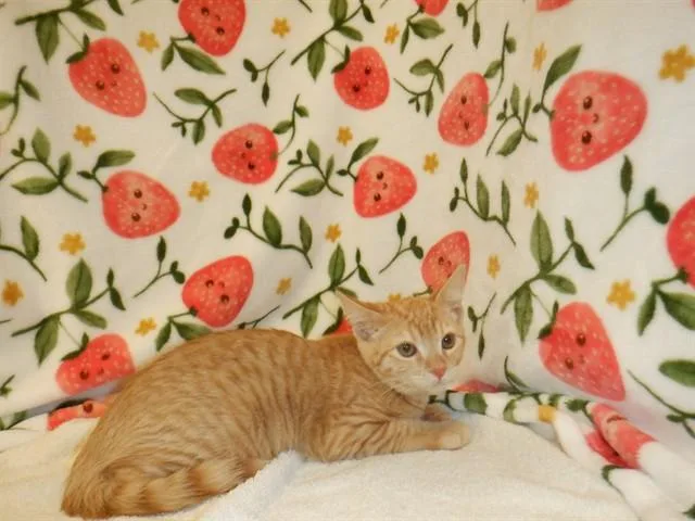 A baby small-sized male Domestic Short Hair cat named A for adoption in San Jose, CA