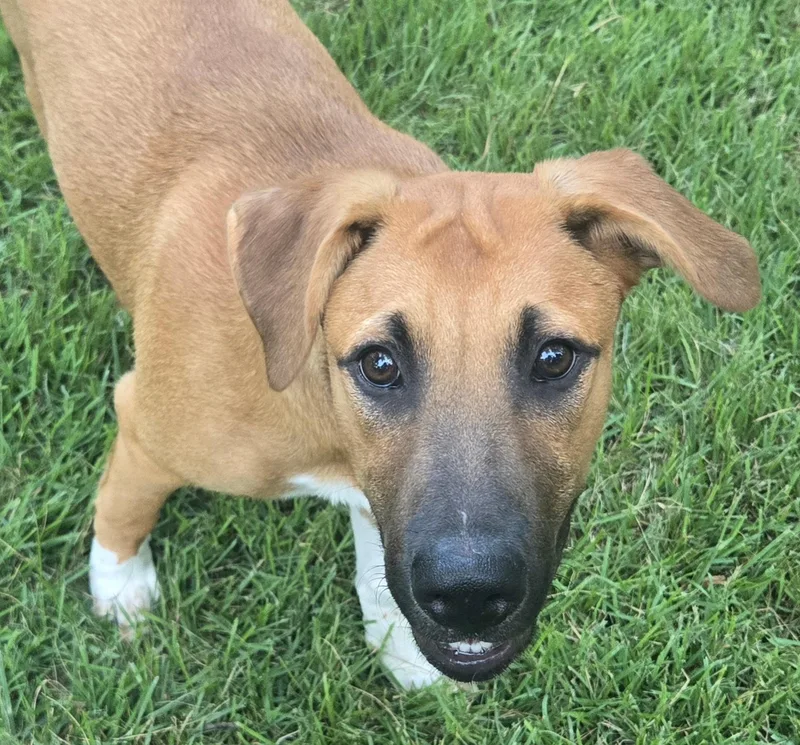 Dulce
