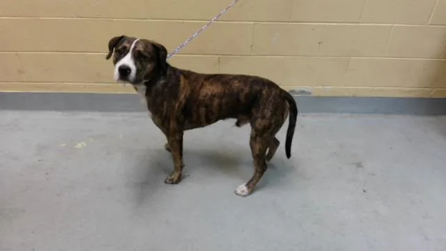 An adult large-sized male Pit Bull Terrier dog named Rocky for adoption in Tulsa, OK