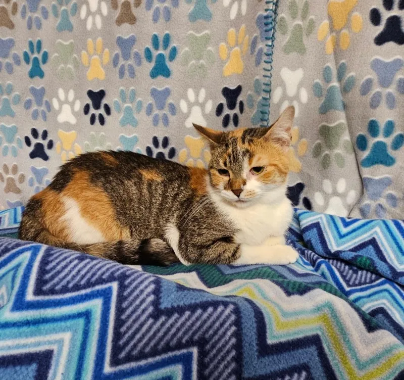 A young medium-sized female Domestic Short Hair cat named April  Ester for adoption in Wabash, IN