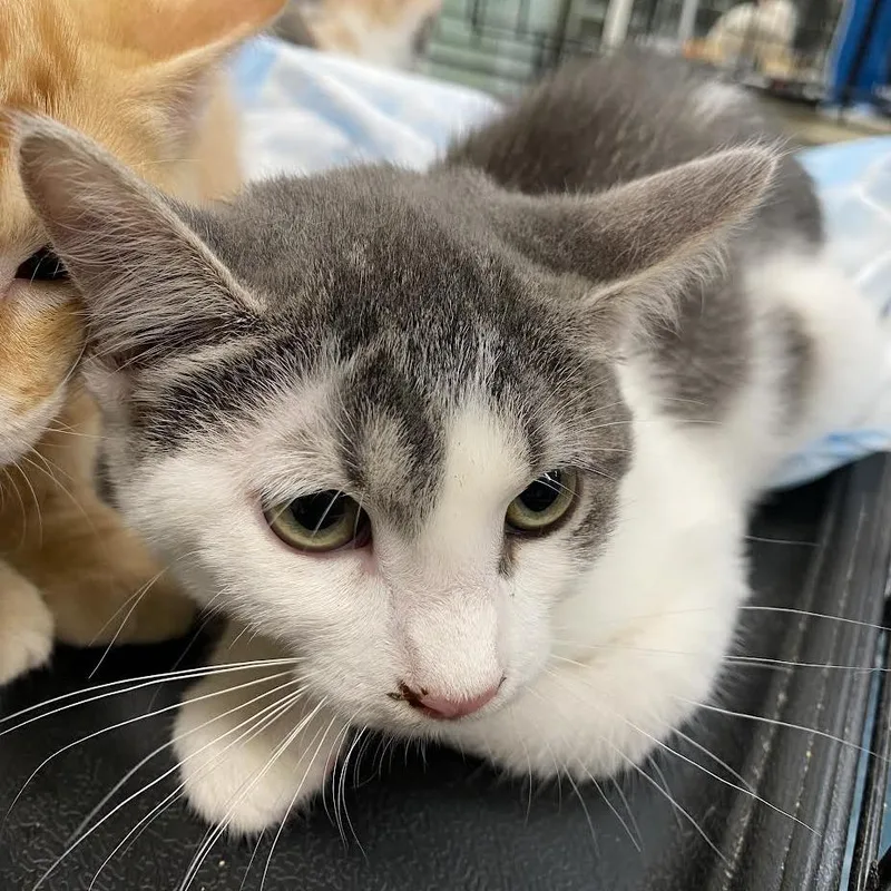 A baby small-sized female Gray / Blue / Silver Domestic Short Hair cat named Flat Tire for adoption in Westminster, CA