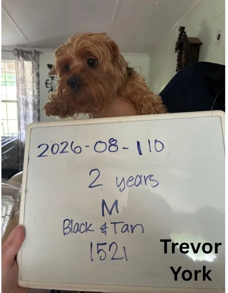 Trevor York thumbnail 3