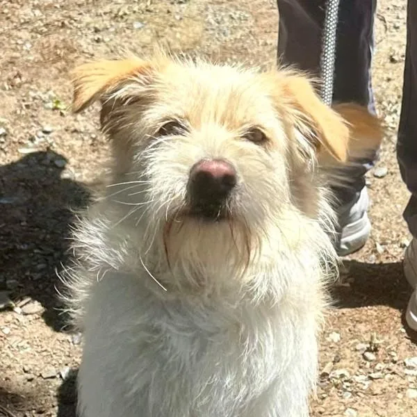 An adult medium-sized female Terrier dog named Tuatara for adoption in Walnut Creek, CA