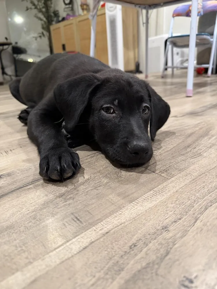 A baby small-sized male Black Belgian Shepherd / Malinois dog named Grootvolume   Located for adoption in Imlay City, MI