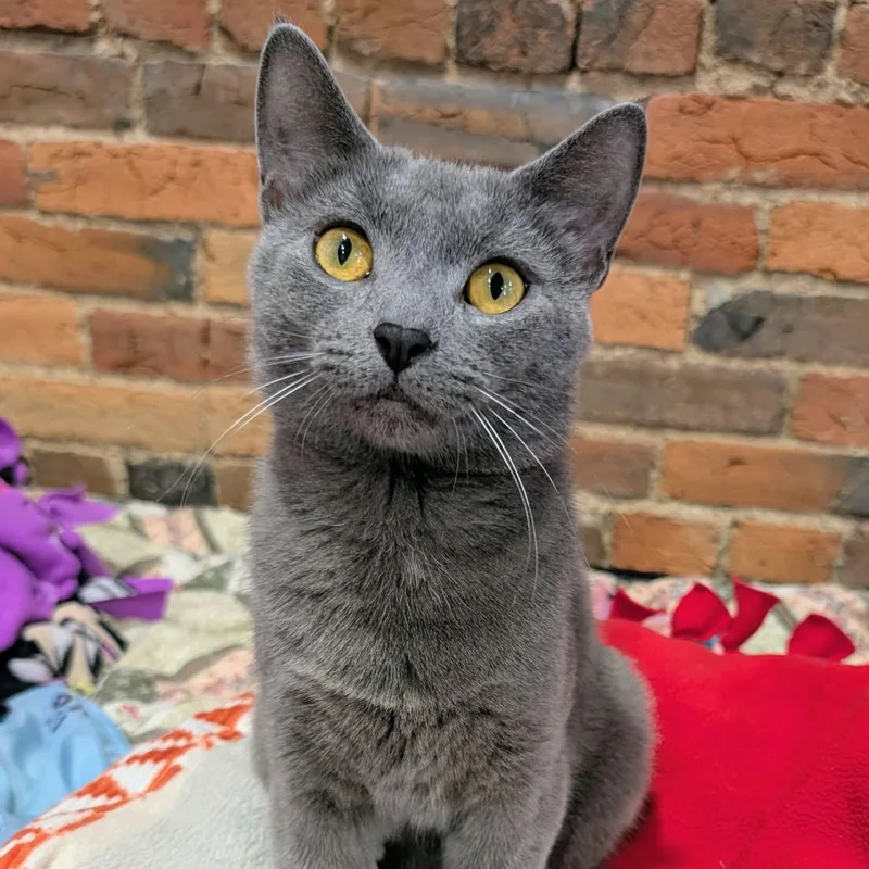 A baby medium-sized male Gray / Blue / Silver Domestic Short Hair cat named Jax for adoption in Washington, PA