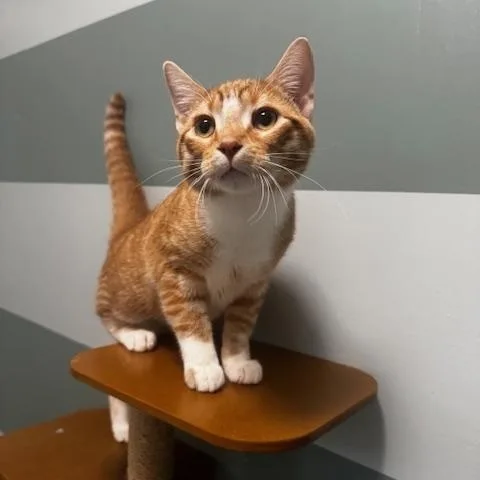 A baby medium-sized male Orange & White Domestic Short Hair cat named Chucky for adoption in Hutchinson, MN