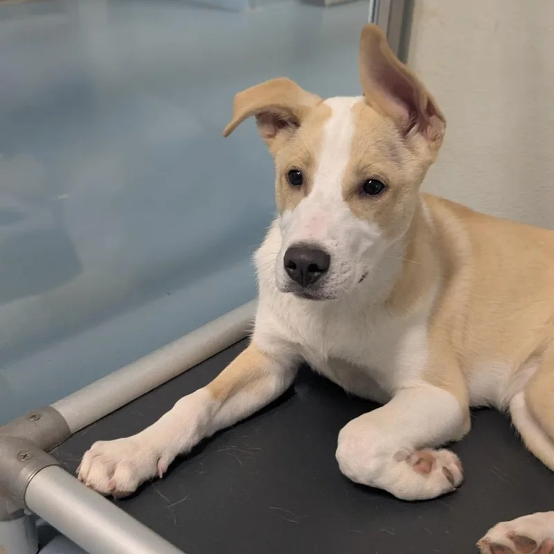 Blizzard thumbnail 2