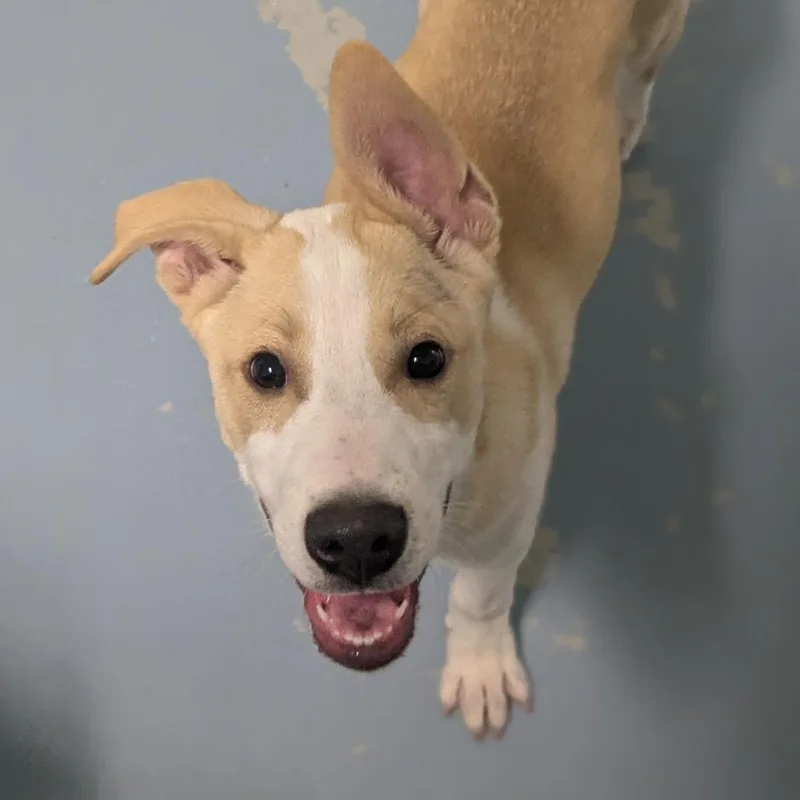 Blizzard thumbnail 6