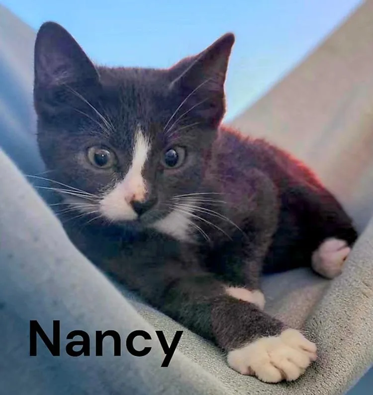 A baby medium-sized female Gray & White Domestic Short Hair cat named Nancy for adoption in Weems, VA