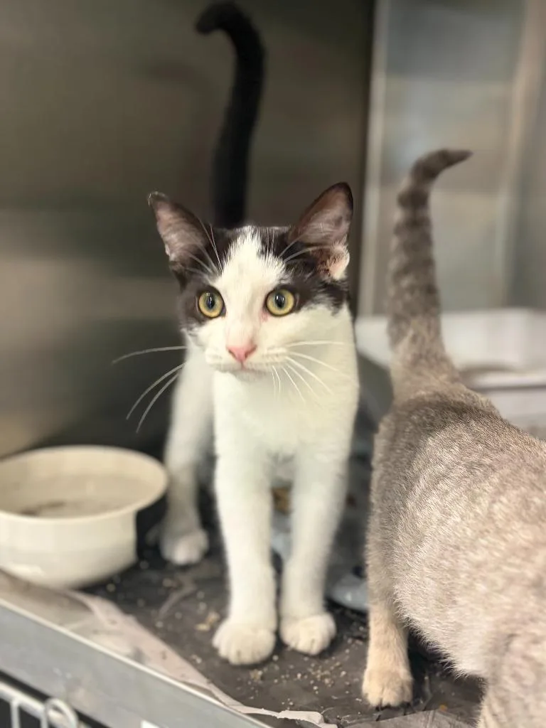 A baby medium-sized male Domestic Short Hair cat named Bruno for adoption in Portland, IN