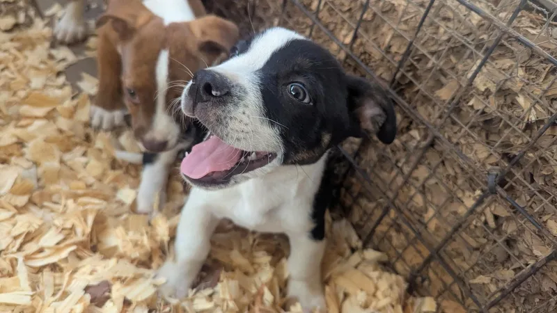 Domino