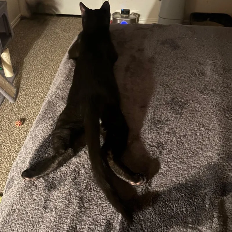 A baby small-sized male Black Domestic Short Hair cat named Midnight for adoption in Layton, UT