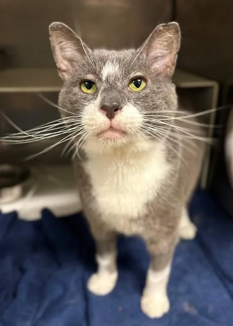 An adult large-sized male Domestic Short Hair cat named Elbert for adoption in York, SC