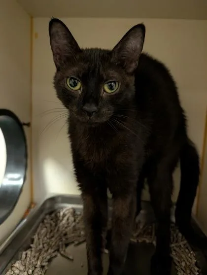 An adult medium-sized female Domestic Short Hair cat named Union for adoption in Fairfax, VA